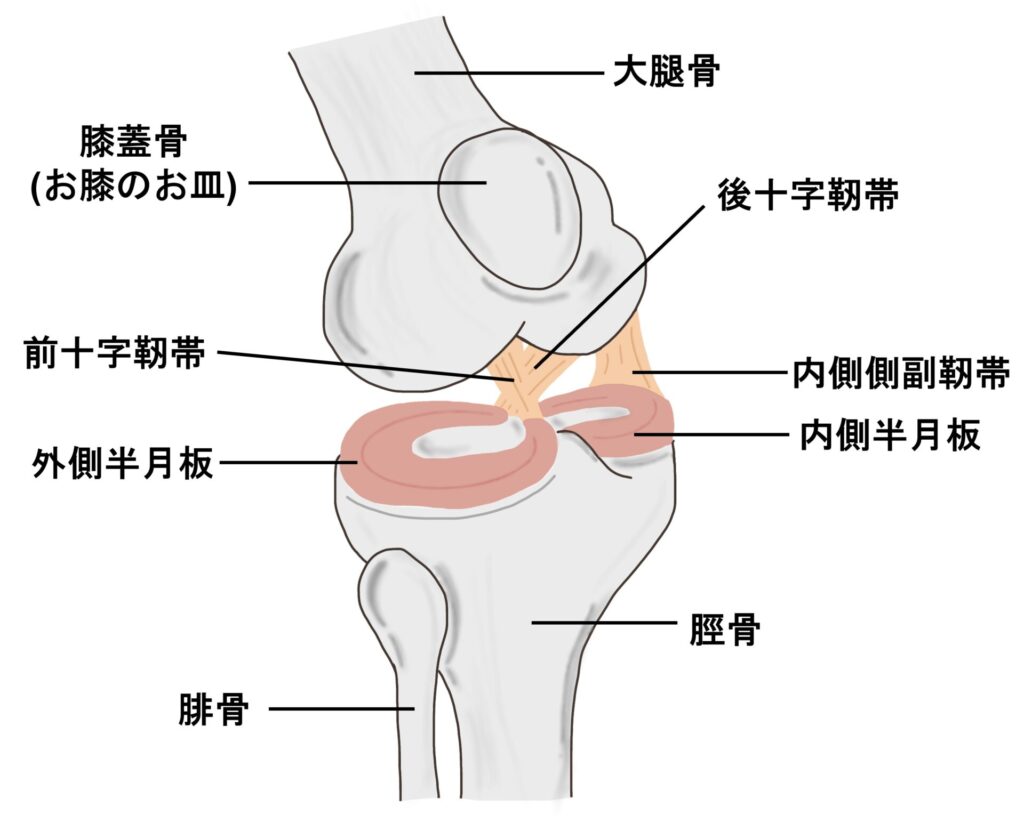 ひざの前十字靭帯（ACL、Anterior Cruciate Ligament）と後十字靭帯（PCL、Posterior Cruciate Ligament）を説明したイラスト